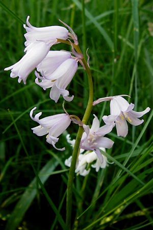 Hyacinthoides hispanica x non-scripta \ Hybrid-Hasenglckchen, D Nussloch 7.5.2014