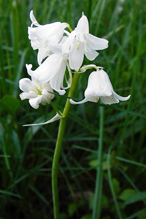 Hyacinthoides hispanica x non-scripta \ Hybrid-Hasenglckchen / Bluebell Hybrid, D Nussloch 7.5.2014