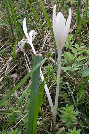 Colchicum autumnale \ Herbst-Zeitlose / Meadow Saffron, Autumn Crocus, D Mannheim 19.9.2009