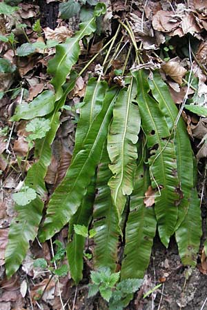 Asplenium scolopendrium \ Hirschzungen-Farn / Hart's-tongue, D Neckarzimmern 11.4.2010