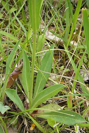 Hieracium zizianum \ Ziz' Habichtskraut, D Keltern 9.6.2010