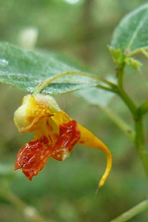 Impatiens capensis \ Orangerotes Springkraut / Orange Jewelweed, Spotted Touch me not, D Gießen 7.9.2013