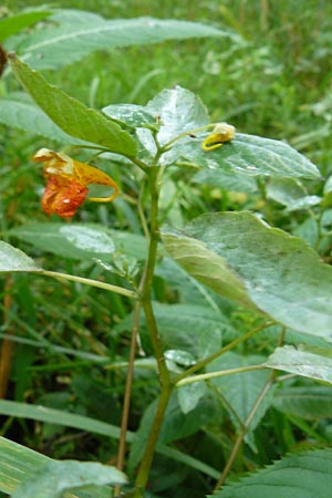 Impatiens capensis \ Orangerotes Springkraut / Orange Jewelweed, Spotted Touch me not, D Gießen 7.9.2013