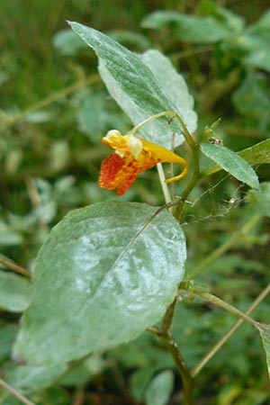 Impatiens capensis \ Orangerotes Springkraut / Orange Jewelweed, Spotted Touch me not, D Gießen 7.9.2013