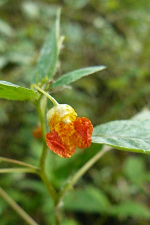 Impatiens capensis \ Orangerotes Springkraut / Orange Jewelweed, Spotted Touch me not, D Gießen 7.9.2013