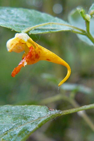 Impatiens capensis \ Orangerotes Springkraut / Orange Jewelweed, Spotted Touch me not, D Gießen 7.9.2013