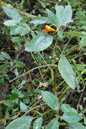 Impatiens capensis \ Orangerotes Springkraut / Orange Jewelweed, Spotted Touch me not, D Gießen 7.9.2013
