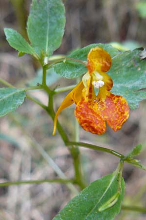 Impatiens capensis \ Orangerotes Springkraut / Orange Jewelweed, Spotted Touch me not, D Gießen 17.8.2014