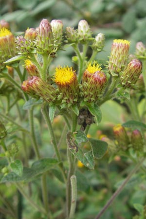 Pentanema squarrosum \ Drrwurz / Ploughman's Spikenard, D Neckarsteinach 26.7.2011