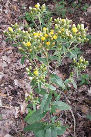 Pentanema squarrosum / Ploughman's Spikenard, D Bad Dürkheim 29.7.2012