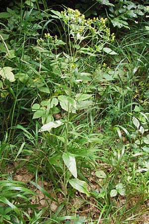 Pentanema squarrosum \ Drrwurz / Ploughman's Spikenard, D Wanfried 4.8.2013