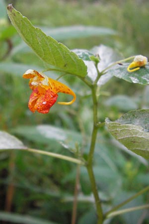 Impatiens capensis \ Orangerotes Springkraut / Orange Jewelweed, Spotted Touch me not, D Gießen 7.9.2013