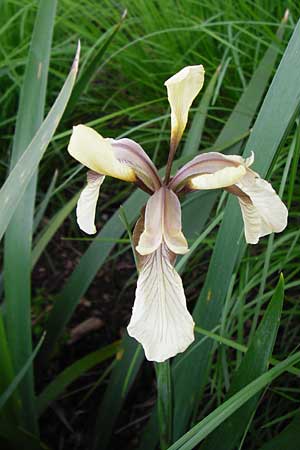 Iris foetidissima \ belriechende Schwertlilie, Korallen-Iris / Stinking Iris, Gladwin Iris, D Weinheim an der Bergstraße, Botan. Gar.  Hermannshof 27.5.2014