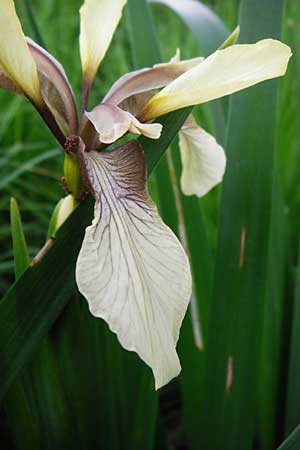 Iris foetidissima \ belriechende Schwertlilie, Korallen-Iris / Stinking Iris, Gladwin Iris, D Weinheim an der Bergstraße, Botan. Gar.  Hermannshof 27.5.2014