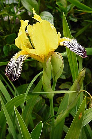 Iris variegata / Hungarian Iris, D Eichstätt 17.6.2014