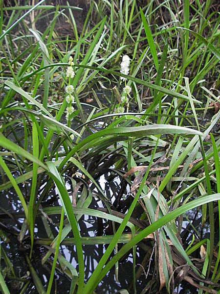 Sparganium emersum / Unbranched Bur-Reed, D Mörfelden 29.7.2006