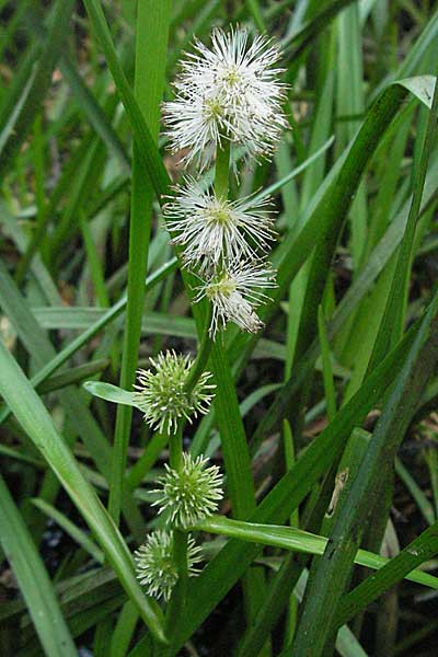 Sparganium emersum \ Einfacher Igelkolben, D Mörfelden 29.7.2006