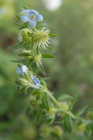 Lappula squarrosa \ Stechender Igelsame, D Botan. Gar.  Universit.  Heidelberg 4.10.2006