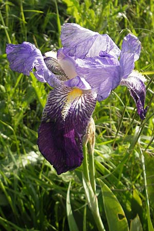 Iris cultivar / Cultivated Iris Form, D Mannheim 18.5.2010