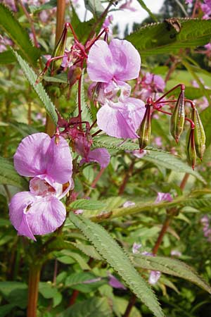 Impatiens glandulifera \ Indisches Springkraut / Indian Balsam, D Groß-Gerau 23.8.2014