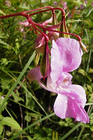 Impatiens glandulifera \ Indisches Springkraut / Indian Balsam, D Groß-Gerau 23.8.2014