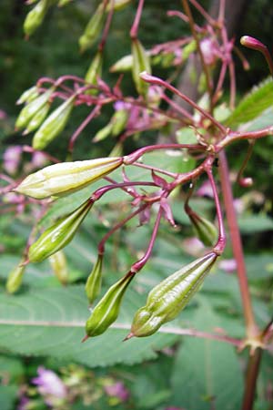 Impatiens glandulifera \ Indisches Springkraut / Indian Balsam, D Schwarzwald/Black-Forest, Bühlertal 10.9.2014