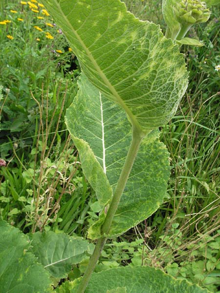 Inula helenium / Elecampane, D Lorsch 1.7.2007