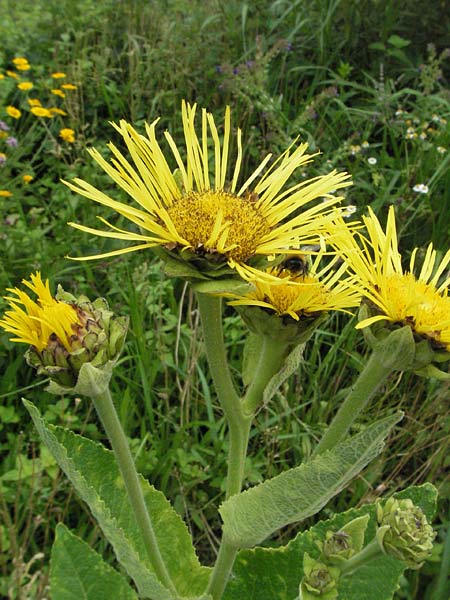 Inula helenium / Elecampane, D Lorsch 1.7.2007