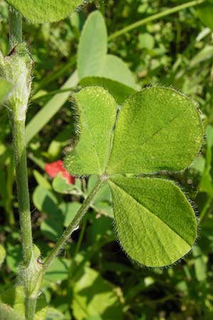 Trifolium incarnatum subsp. incarnatum \ Gewhnlicher Inkarnat-Klee / Crimson Clover, D Au am Rhein 30.6.2013