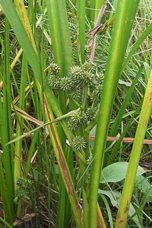 Sparganium erectum s.l. \ stiger Igelkolben / Branched Bur-Reed, D Hungen 17.8.2013