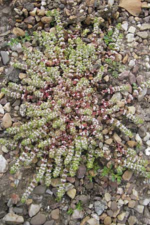 Illecebrum verticillatum \ Knorpelkraut, Quirlige Knorpelblume / Coral Necklace, D Botan. Gar.  Universit.  Mainz 11.7.2009