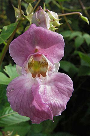 Impatiens glandulifera / Indian Balsam, D Mannheim 10.9.2006