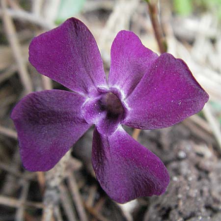 Vinca minor \ Kleines Immergrn / Lesser Periwinkle, D Heidelberg 17.3.2007