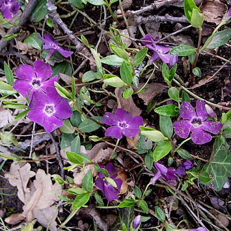 Vinca minor / Lesser Periwinkle, D Rheinhessen, Wendelsheim 13.4.2008