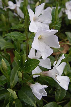 Vinca minor \ Kleines Immergrn, D Weinheim an der Bergstraße 15.4.2008