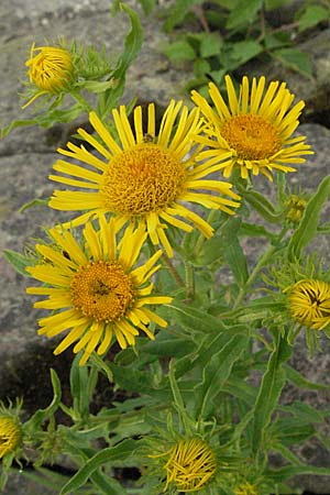 Pentanema britannicum, Meadow Fleabane, Yellowhead