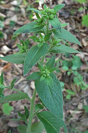 Pentanema squarrosum / Ploughman's Spikenard, D Neuleiningen 17.7.2006