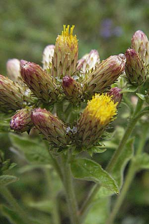 Pentanema squarrosum / Ploughman's Spikenard, D Pforzheim 22.7.2006