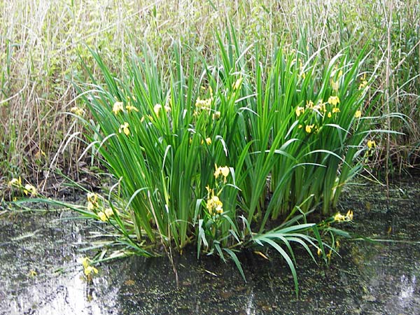 Iris pseudacorus \ Gelbe Schwertlilie / Yellow Iris, D Bobenheim-Roxheim 3.6.2014