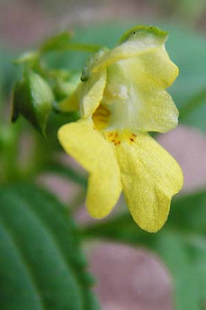 Impatiens parviflora \ Kleinbltiges Springkraut / Small Balsam, D Treuchtlingen 18.6.2014