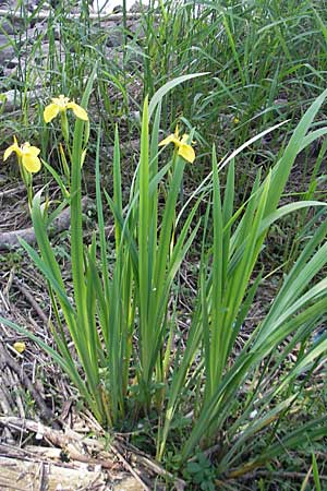 Iris pseudacorus \ Gelbe Schwertlilie / Yellow Iris, D Mannheim 19.5.2009