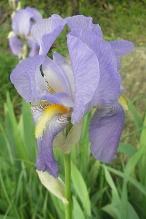 Iris pallida \ Blasse Schwertlilie / Dalmatian Iris, D Hemsbach 11.5.2012