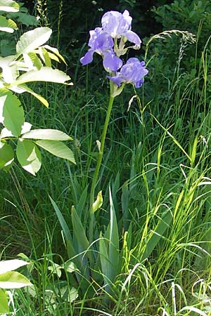 Iris cultivar / Cultivated Iris Form, D Pfalz, Landau 26.5.2012