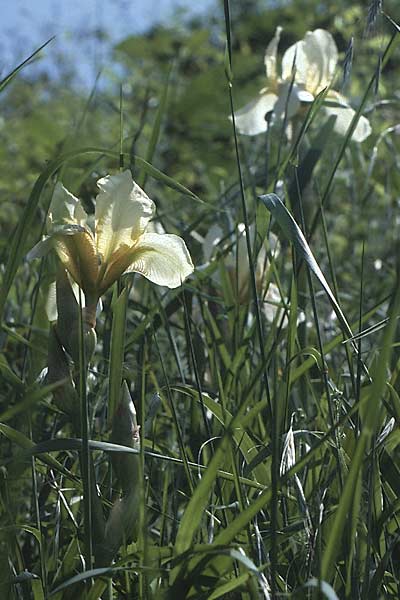 Iris flavescens \ Gelbe Schwertlilie / Lemonyellow Iris, D Kaiserstuhl 27.5.1985