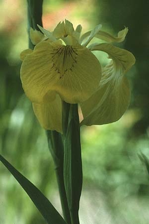 Iris pseudacorus \ Gelbe Schwertlilie, D Mannheim 8.6.1985