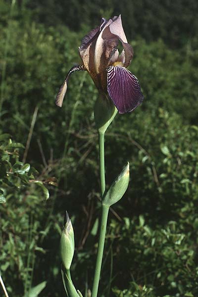Iris squalens \ Schmutziggelbe Schwertlilie / Brown-flowered Iris, D Elztal-Dallau 25.5.1989