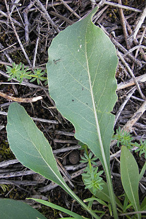 Isatis tinctoria / Woad, D Mannheim 6.5.2009