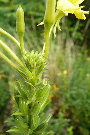 Oenothera deflexa \ Abgebogene Nachtkerze, D Karlsruhe 16.7.2011