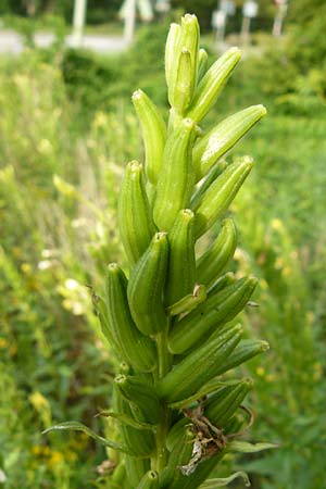 Oenothera deflexa \ Abgebogene Nachtkerze, D Karlsruhe 16.7.2011