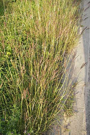 Bothriochloa ischoemum \ Gewhnliches Bartgras, D Karlsruhe 4.9.2010